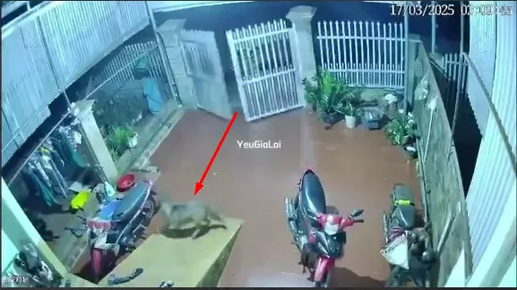 Nuôi chó chống trộm, 2h sáng trộm đạp tung cổng vào nhà bắt chó