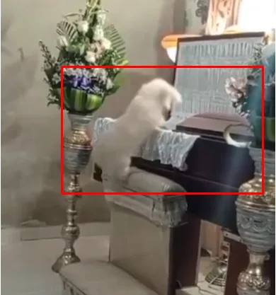 Video cảm động nhất về lòng trung thành